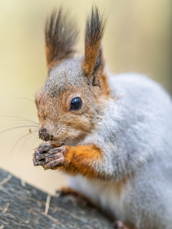 The squirrel with nut sits on tree in the autumn. Eurasian red squirrel, Sciurus vulgaris. Portrait of a squirrel in autumnの写真素材