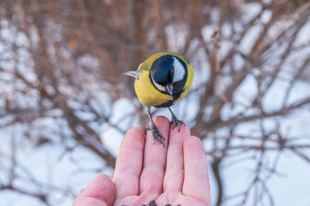 A tit sits on a man's hand and eats seeds. Taking care of birds in winter.
