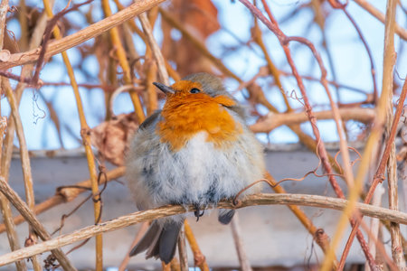 Cute bird the European Robin, Erithacus rubecula. sitting on the tree branch in winter. beautiful...