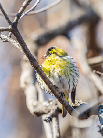 Eurasian siskin male, latin name spinus spinus, sitting on branch of tree. Cute little yellow...
