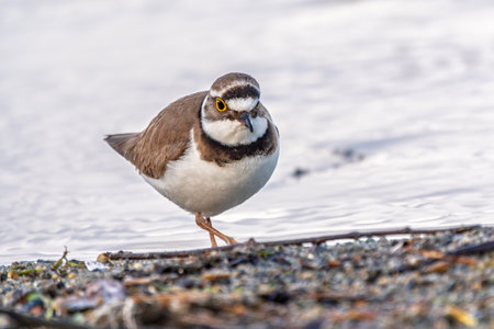 Little ringed plover in natural habitat. Portrait of Little ringed plover, bird standing on lake...