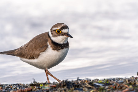 Little ringed plover in natural habitat. Portrait of Little ringed plover, bird standing on lake...