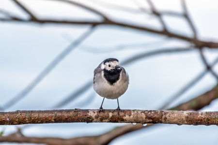 A beautiful bird called the white wagtail, also called the wagtail and snow wagtail, perching on a tree branch.の写真素材