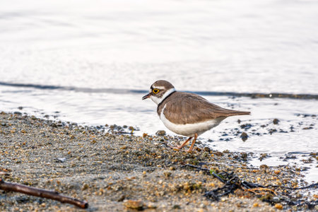 Little ringed plover in natural habitat. Portrait of Little ringed plover, bird standing on lake...