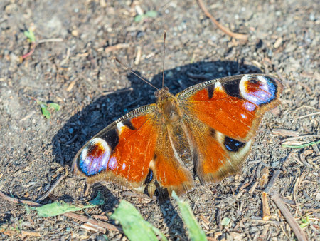 Peacock butterfly on the ground among the grass. A macro of a European peacock butterfly (Aglais io) on the groundの写真素材