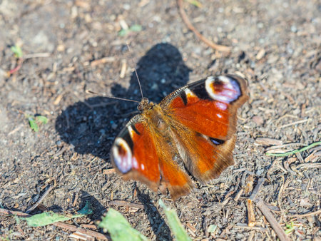 Peacock butterfly on the ground among the grass. A macro of a European peacock butterfly (Aglais io) on the groundの写真素材