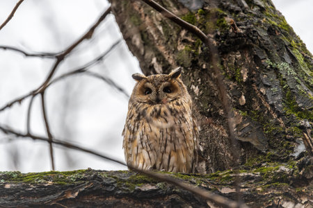 Long-eared owl looking forward with wide opened eyes. Long-eared owl (Asio otus), also known as the northern long-eared owl, is a species of owl which breeds in Europe, Asia, and North America.の写真素材