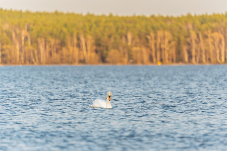 Graceful white Swan swimming in the lake, swans in the wild. Portrait of a white swan swimming on a lake. The mute swan, latin name Cygnus olor.の写真素材