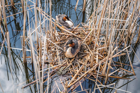 Great Crested Grebe, Podiceps cristatus, water bird sitting on the nest, nesting time on the green...