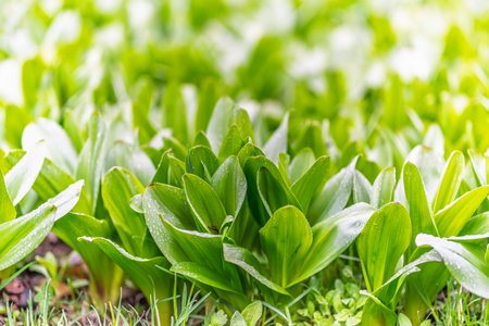 Green leaves with water drops after rain. Natural backgroundの写真素材