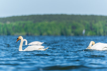 Three graceful white swans swims in the lake, swans in the wild. The mute swan, latin name Cygnus olor.の写真素材