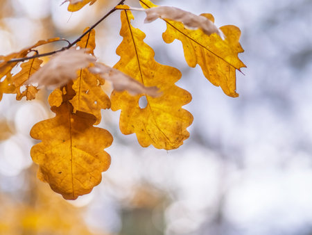 Oak branches with yellow leaves in autumn park. Bright yellow and orange autumn leaves of oak tree.