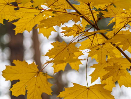 Maple branches with yellow leaves in autumn, in the light of sunset. Dry autumnal leaves background, golden maple tree foliage, bright yellow sun shine, autumn park, seasons change, fall natureの写真素材
