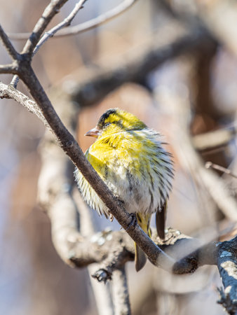 Eurasian siskin male, latin name spinus spinus, sitting on branch of tree. Cute little yellow...