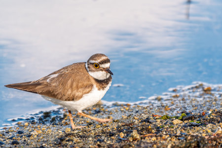 Little ringed plover in natural habitat. Portrait of Little ringed plover, bird standing on lake...