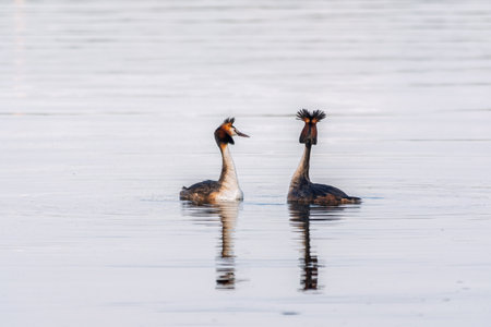 Mating games of two water birds Great Crested Grebes. Two waterfowl birds Great Crested Grebes swim in the lake with heart shaped silhouette.の写真素材