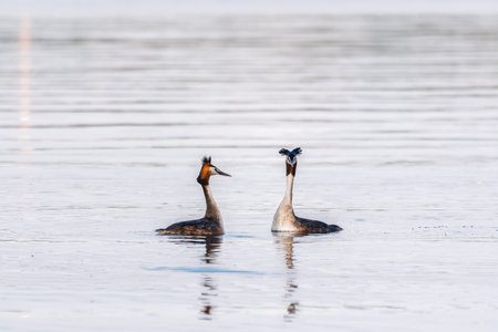 Mating games of two water birds Great Crested Grebes. Two waterfowl birds Great Crested Grebes swim...