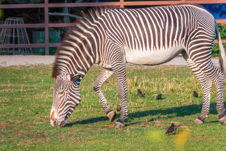 Grevy's zebra, lat Equus grevyi, also known as the imperial zebra eats green grass. Zebra portrait, Detail of head. Wild life animal.