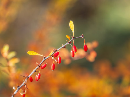 Branches of a barberry Bush with ripe red barberry berries Branches with yellow leaves of a prickly bush in the fall.の写真素材