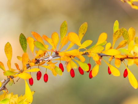 Branches of a barberry Bush with ripe red barberry berries Branches with yellow leaves of a prickly bush in the fall.の写真素材