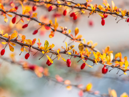 Branches of a barberry Bush with ripe red barberry berries Branches with yellow leaves of a prickly bush in the fall.の写真素材