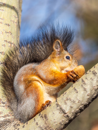 The squirrel with nut sits on tree in the autumn. Eurasian red squirrel, Sciurus vulgaris. Portrait of a squirrel in autumnの写真素材