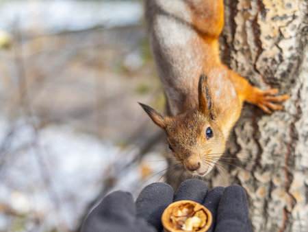 A squirrel in the autumn eats nuts from a human hand. Eurasian red squirrel, Sciurus vulgaris.の写真素材