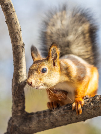 Autumn squirrel sits on a branch. Wild animal. Autumn forest.
