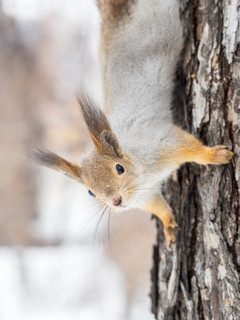 Portrait of a squirrel on a tree trunk. A curious red squirrel peeks out from behind a tree trunk