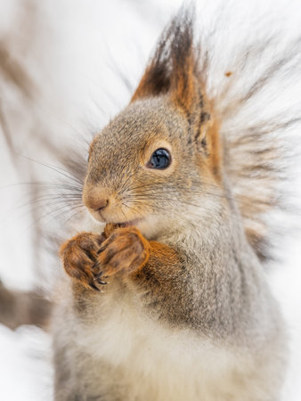 The squirrel with nut sits on tree in the winter or late autumn. Eurasian red squirrel, Sciurus vulgaris.の写真素材