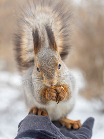 Squirrel in the winter eating nuts from a man's hand. Caring for animals in winter or autumn....