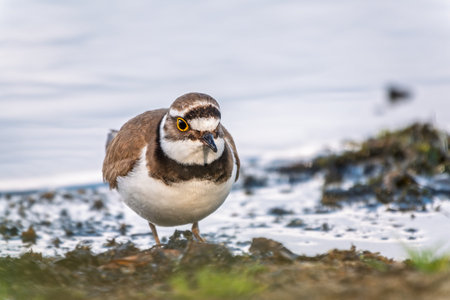 Little ringed plover in natural habitat. Portrait of Little ringed plover, bird standing on lake...