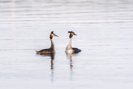 Mating games of two water birds Great Crested Grebes. Two waterfowl birds Great Crested Grebes swim in the lake with heart shaped silhouette.の写真素材
