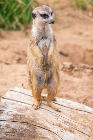 Meerkat, Suricata suricatta, on hind legs. Portrait of meerkat standing on hind legs with alert...