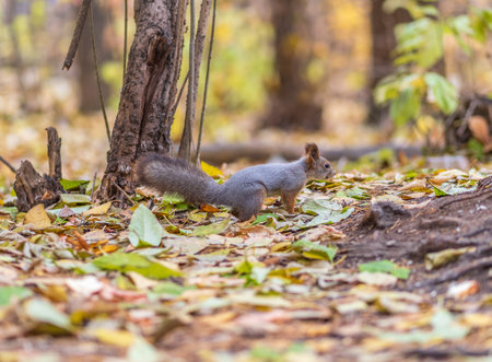 Squirrel in autumn hides nuts on the green grass with fallen yellow leaves. Squirrel looking for food on the ground. wild animal. autumn forest.の写真素材
