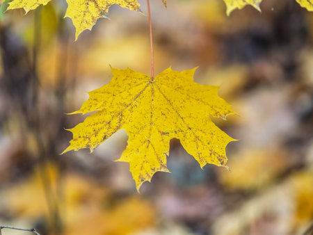 Maple branches with yellow leaves in autumn, in the light of sunset. Dry autumnal leaves background,...