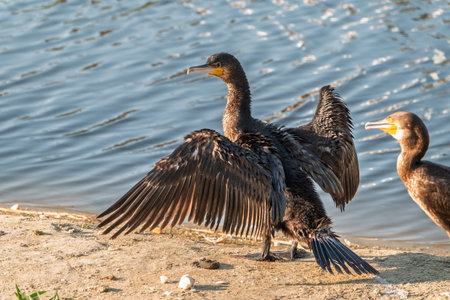 Great cormorant, Phalacrocorax carbo, sits on stone and dries its wings on the wind. The great cormorant, Phalacrocorax carbo, known as the great black cormorant, or the black shag.の写真素材