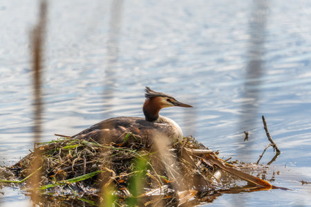 Great Crested Grebe, Podiceps cristatus, water bird sitting on the nest, nesting time on the green lake, bird in the nature habitat. Elegant waterbird in the family Podicipedidae nesting on lake.の写真素材