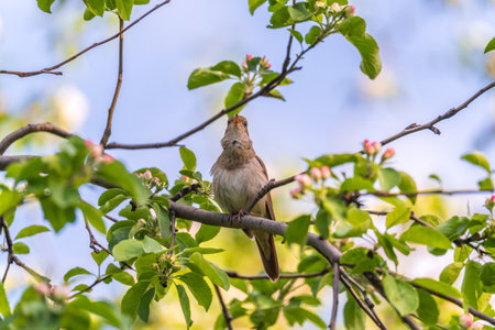 Thrush Nightingale, Luscinia luscinia. A bird sits on a tree branch and sings. Small passerine brown bird best known for its powerful and beautiful song, singing also in the night.の写真素材