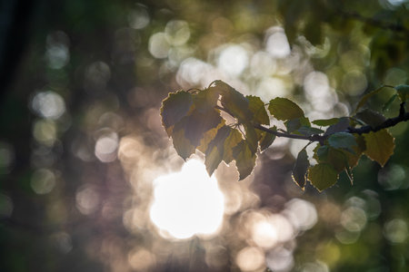 Branch of birch tree, Betula pendula, silver birch, warty birch, European white birch, with green...