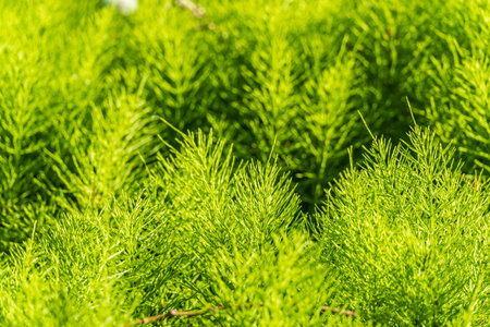 Wood horsetail (Equisetum sylvaticum) growing in the forest close up. Equisetum arvense, the field horsetail or common horsetail. Perennial herbの写真素材