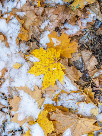 First snow on the grass and fallen leaves in autumn. Symbol of the coming winter. Natural background...
