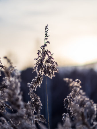 Yellow autumn fluffy feather grass with seeds on curved stems in light wind. Slightly blurred close up with selective focus. Hello autumn concept. Natural background with copy spaceの写真素材