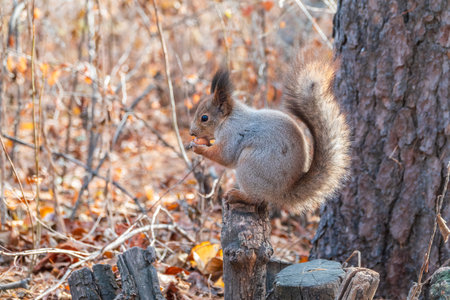 The squirrel with nut sits on tree in the autumn. Eurasian red squirrel, Sciurus vulgaris. Portrait of a squirrel in autumnの写真素材