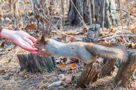 Girl feeds a squirrel with nuts in an autumn park. Squirrel eats nuts from the girls hand.の写真素材