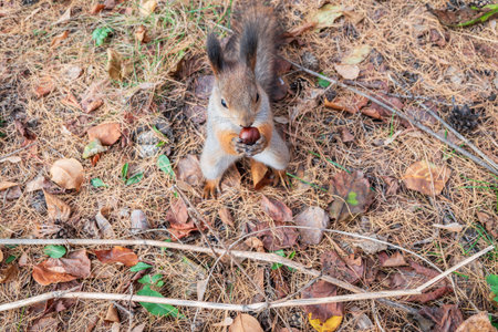 Squirrel with nut on the ground with fallen leaves. Squirrel looking for food on the ground. Wild...