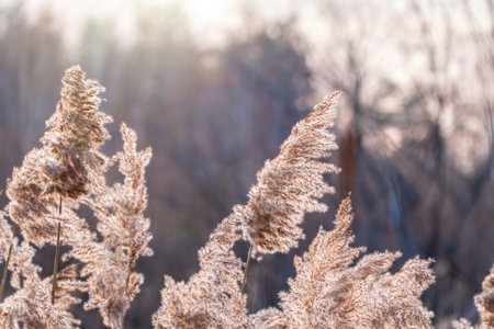 Yellow autumn fluffy feather grass with seeds on curved stems in light wind. Slightly blurred close up with selective focus. Hello autumn concept. Natural background with copy spaceの写真素材