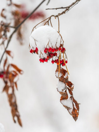 Red Rowan Berries Covered With Fresh Snow. Winter Backgroundの写真素材