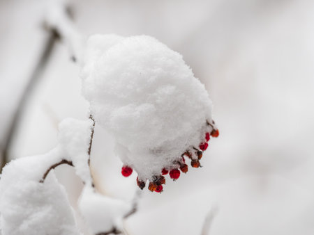 Tree branches in winter covered with snow and frost in snowfall. Frozen tree branches. Snow covered branches in winter forest. Magic white background.の写真素材