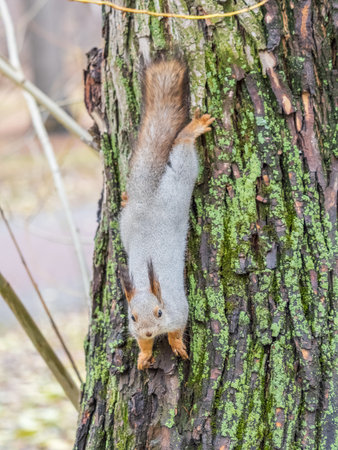 Squirrel sitting upside down on a tree trunk. The squirrel hangs upside down on a tree against colorful blurred background. close-up. Eurasian red squirrel, Sciurus vulgarisの写真素材